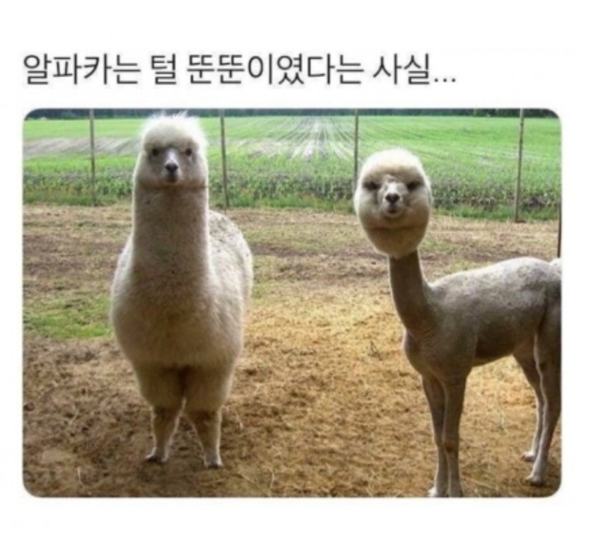 알파카 ㅋ졸귀