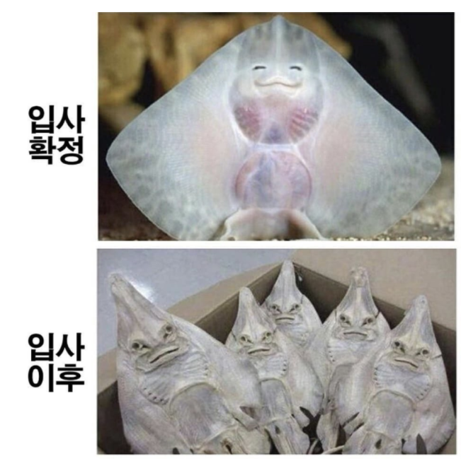 입사 이전과 이후